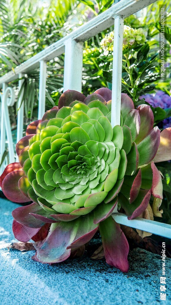 多彩多肉植物特写