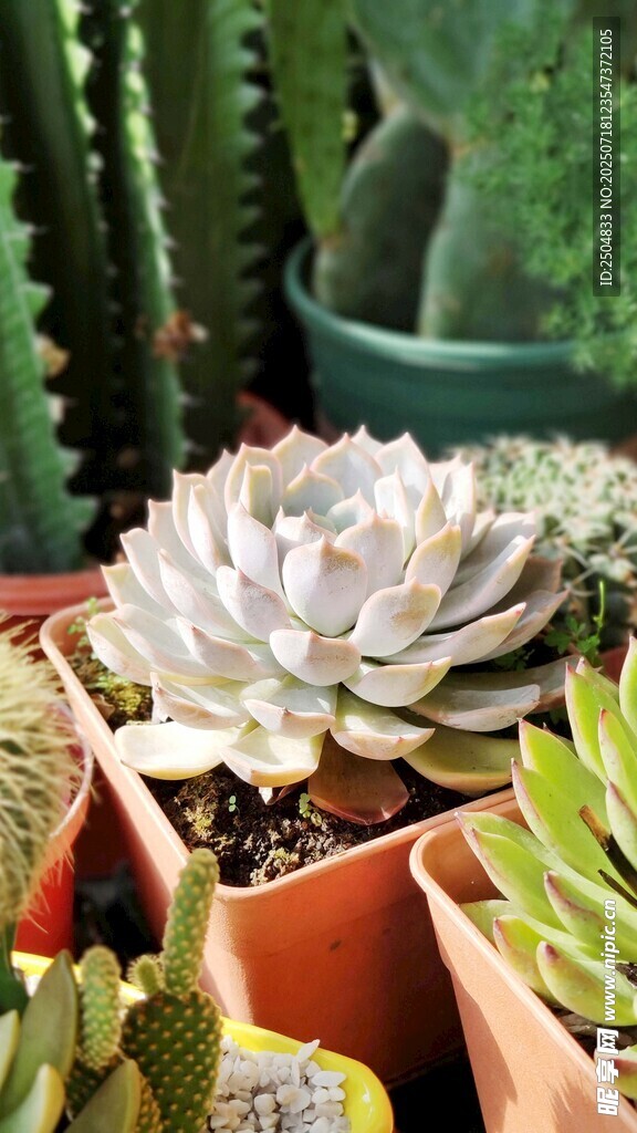 多彩多肉植物盆栽展示