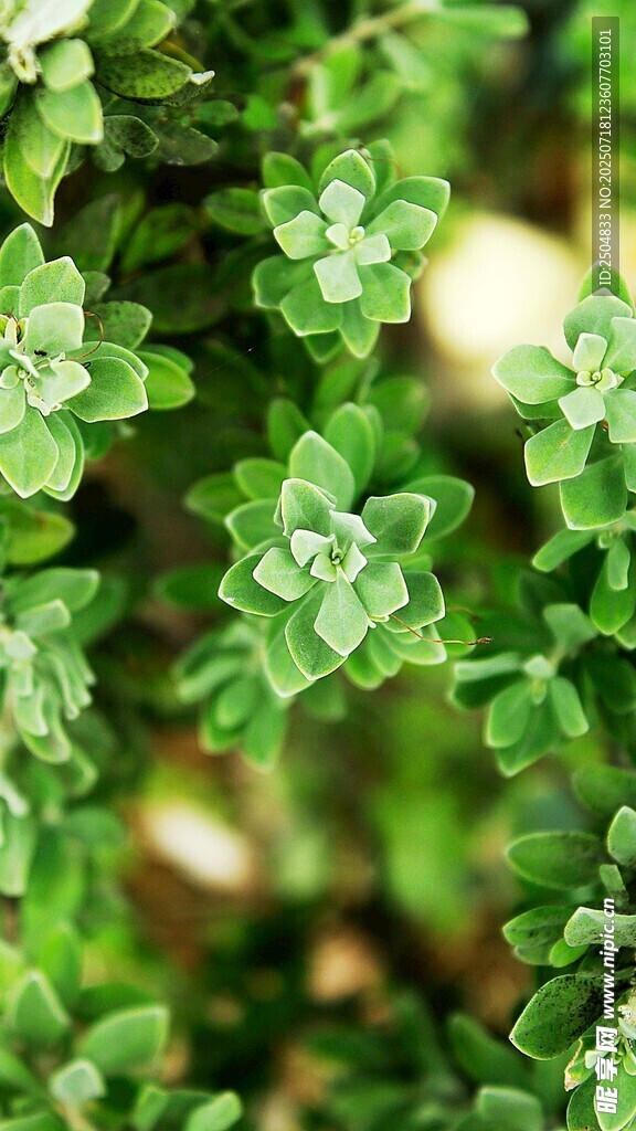 翠绿繁茂的清新植物叶片