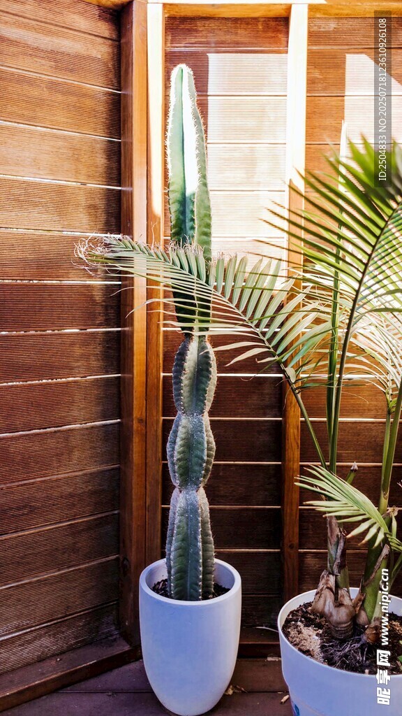 室内角落的绿植盆栽