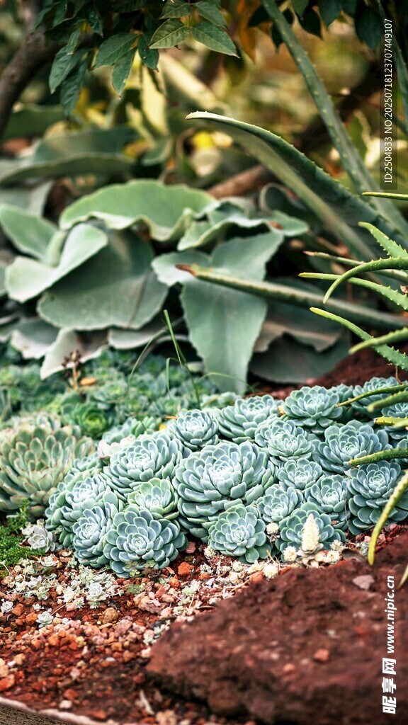 多彩多肉植物景观