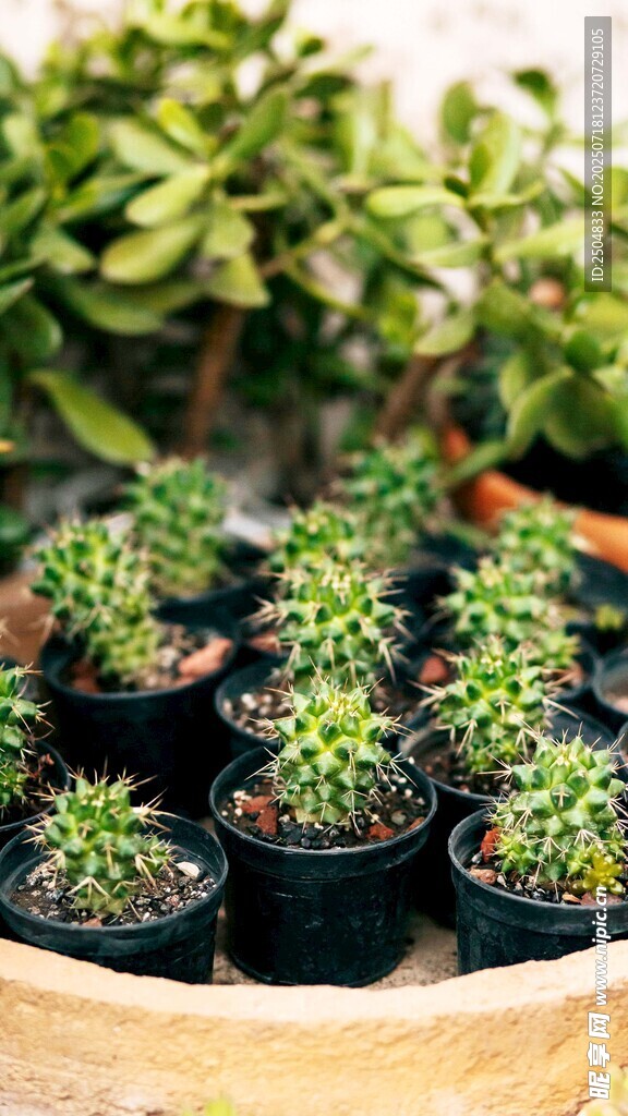 可爱小盆栽 萌态多肉植物