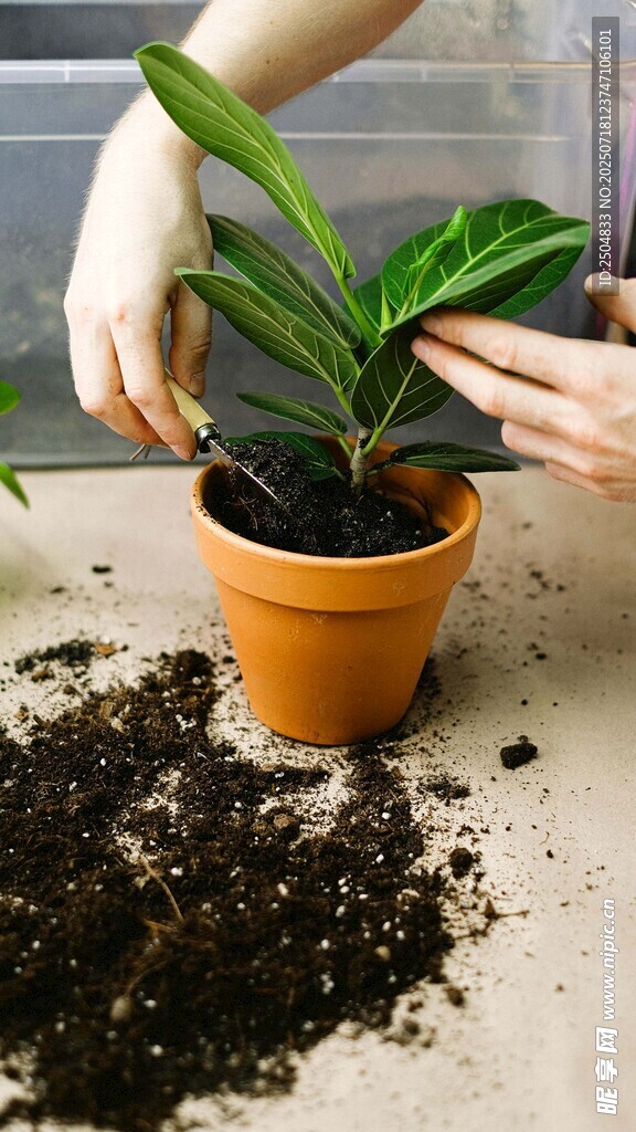 手植绿植 开启园艺小美好