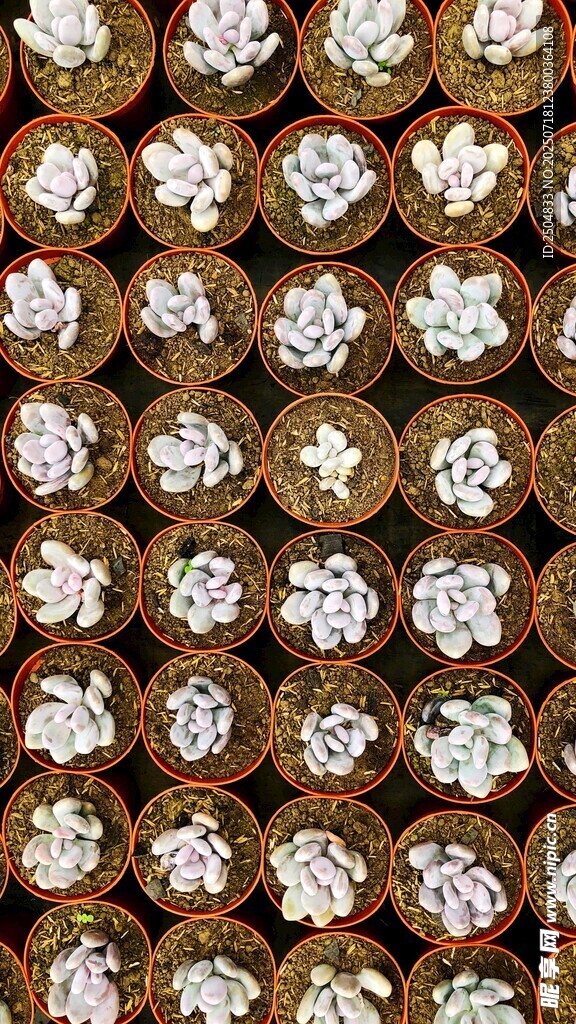 精美花卉图案装饰素材
