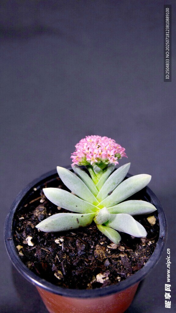 粉色花朵多肉植物盆栽