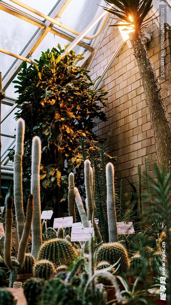 室内多样仙人掌植物景观