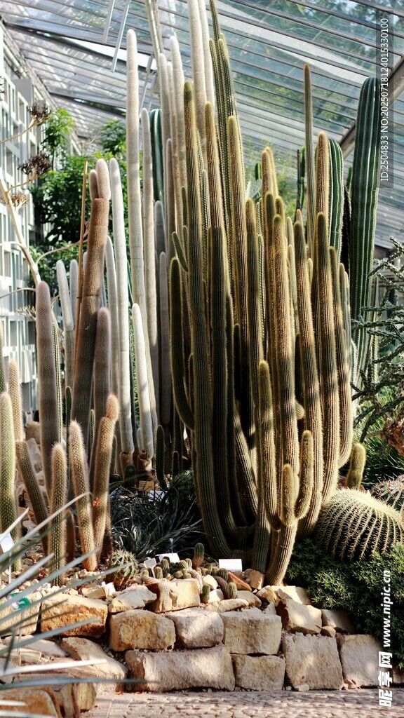 温室中的高大仙人掌植物