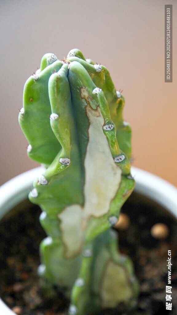 长白斑的仙人掌植株