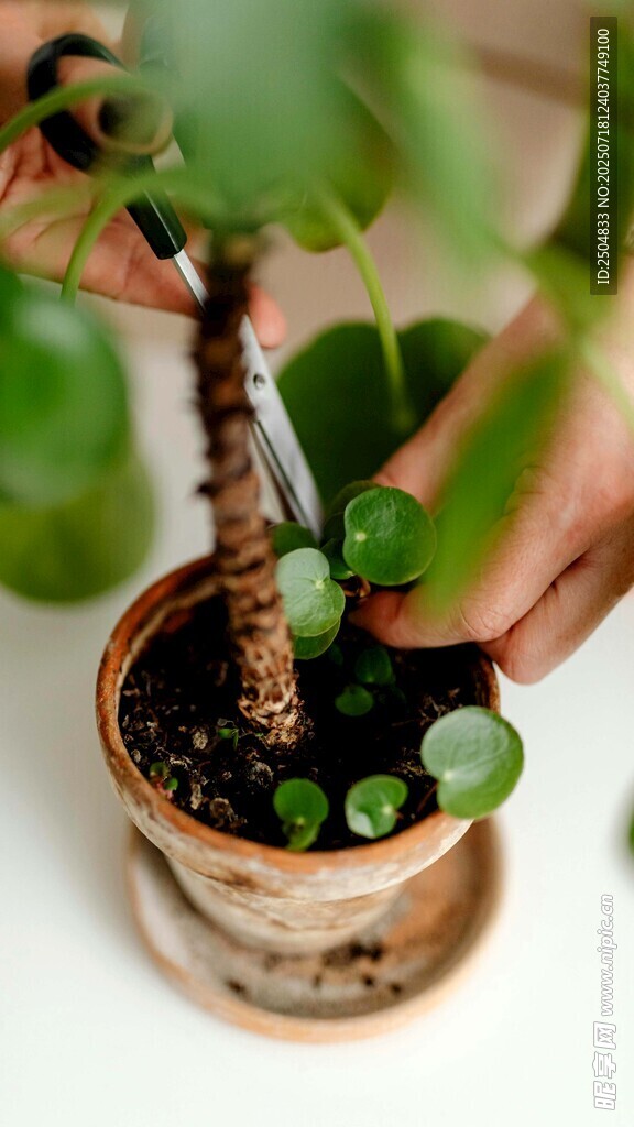 手植盆栽小绿植