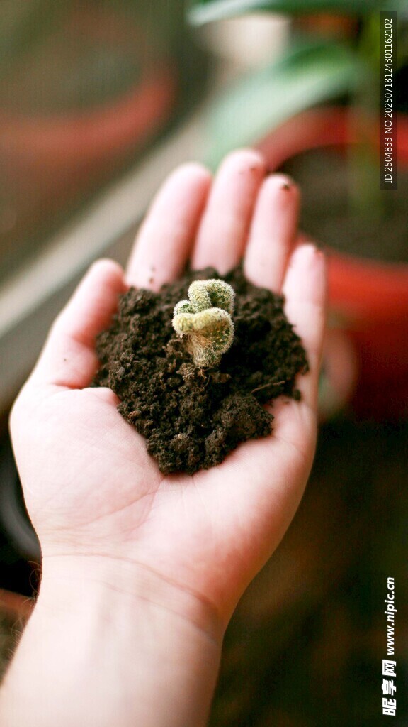 手中捧起的绿植与土壤