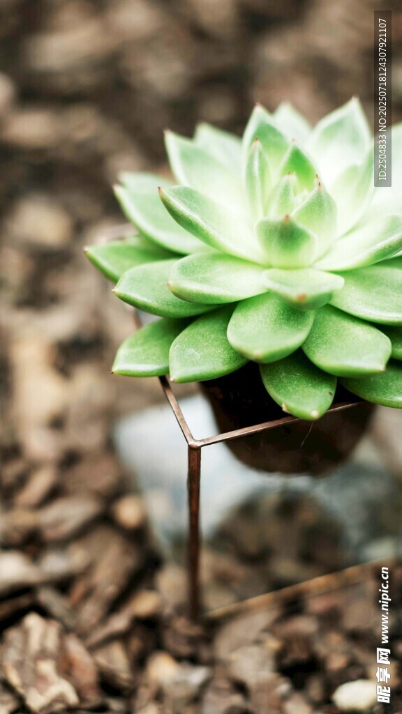 小巧多肉植物特写