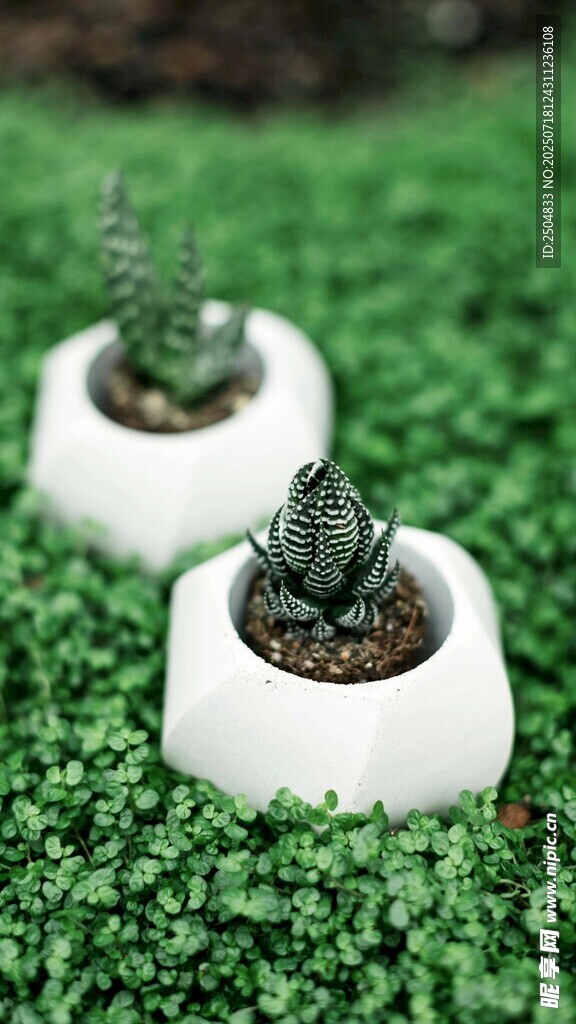 白色花盆中的小巧多肉植物