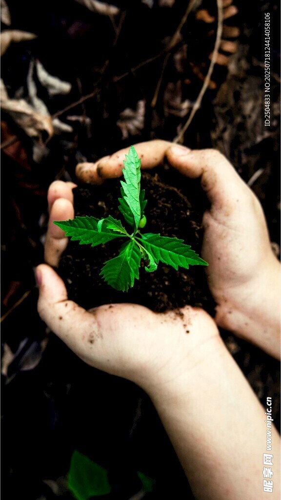 双手呵护嫩绿小植物