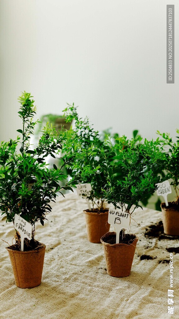 室内盆栽绿植展示