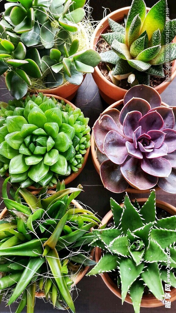 多彩多肉植物盆栽展示