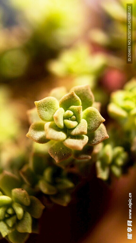 可爱多肉植物特写