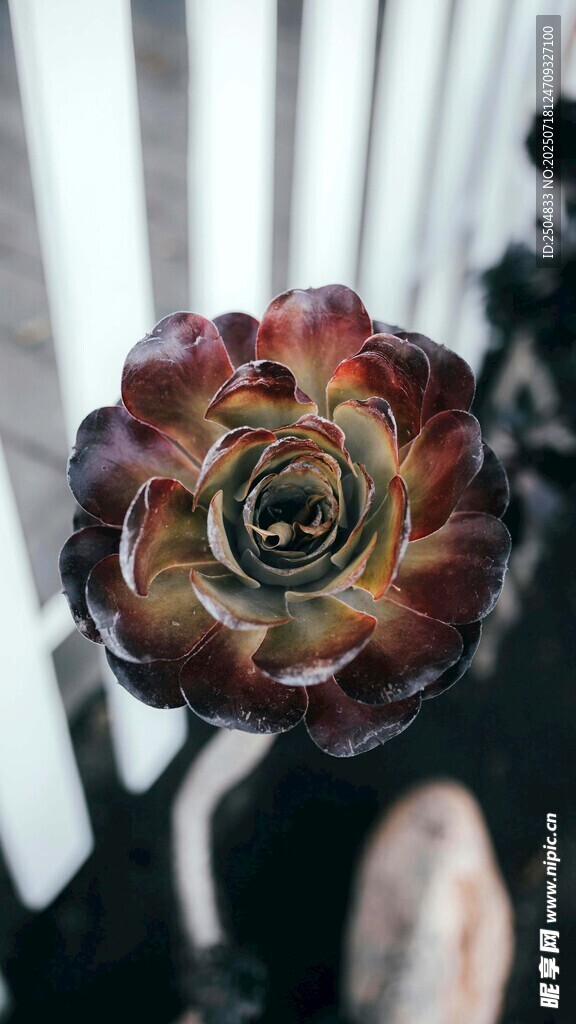 独特花纹的艳丽花朵