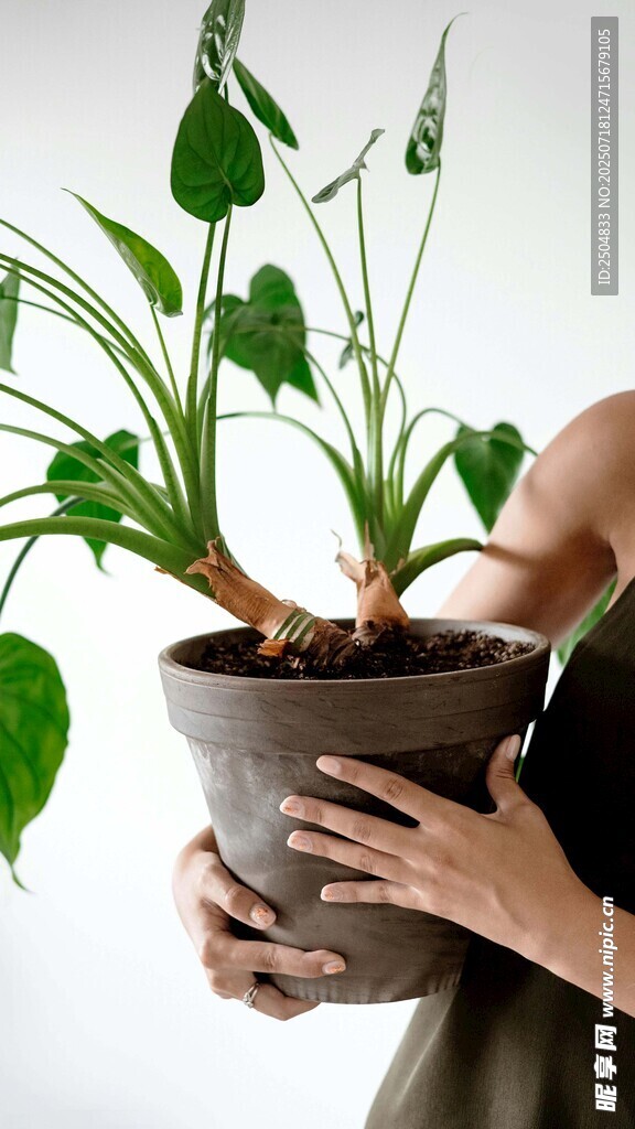 手捧绿植盆栽展示自然美