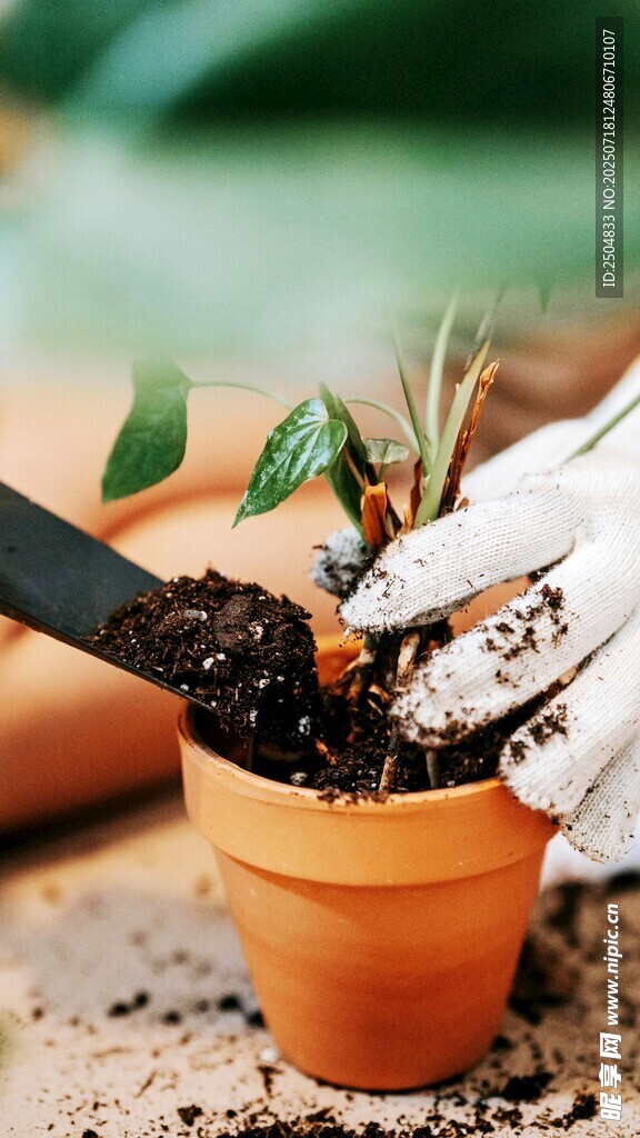 手植绿植于陶盆中