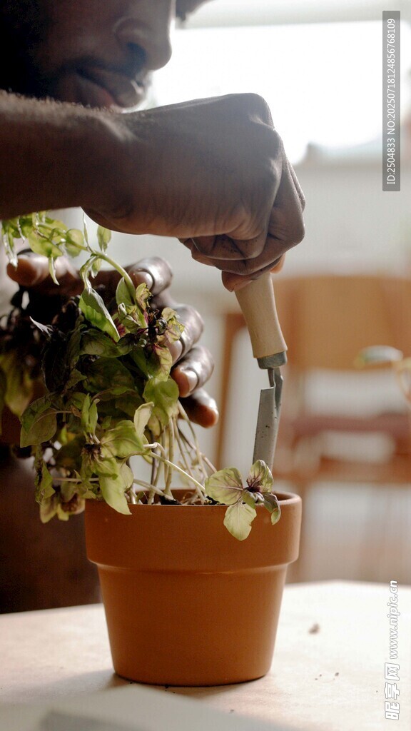 手植绿植于陶盆中