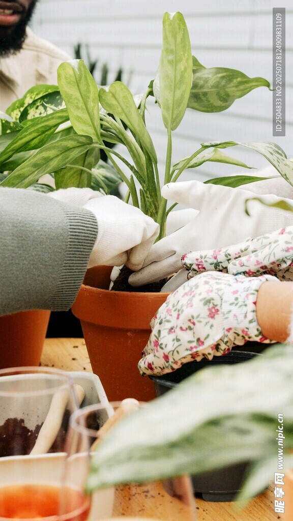 室内盆栽植物摆放展示
