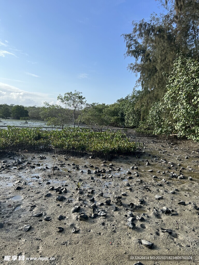 潮退后的泥泞滩涂景象