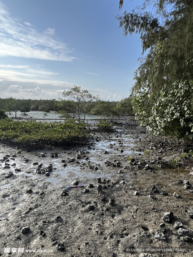 湿地泥泞景观