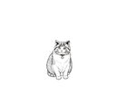 猫猫