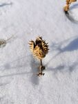 雪地上的松果