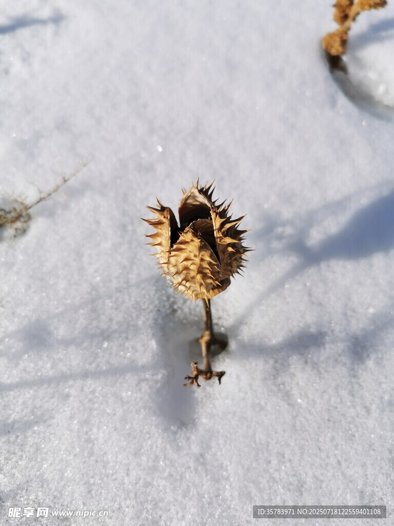 雪地上的松果