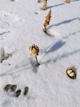 雪地中的植物残株与脚印