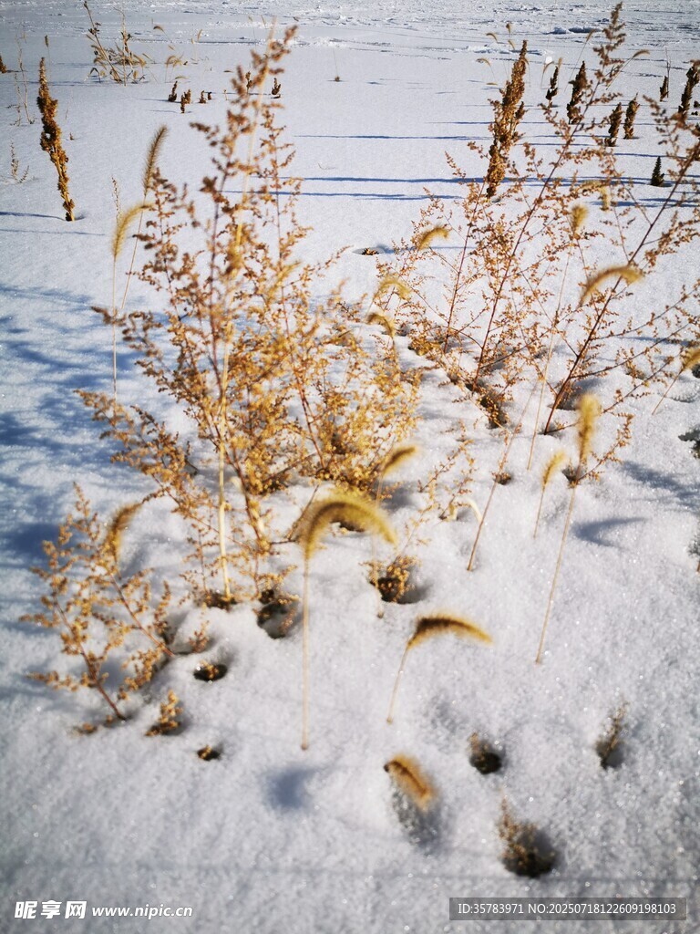 雪地上的枯草与动物脚印