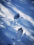 雪地上的枯叶与脚印