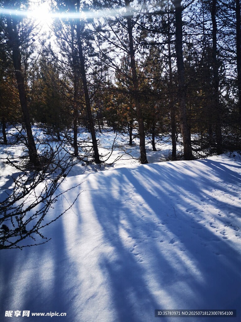 冬日雪林阳光美景