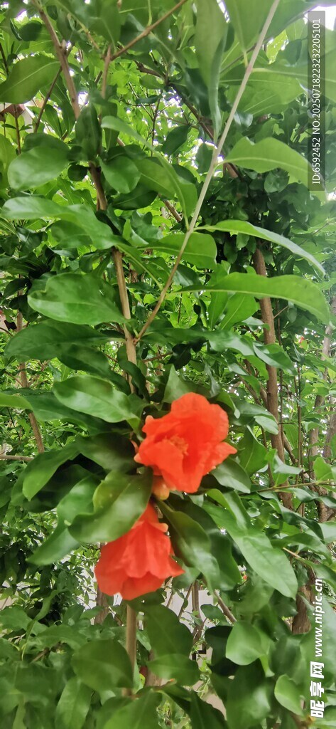 石榴花