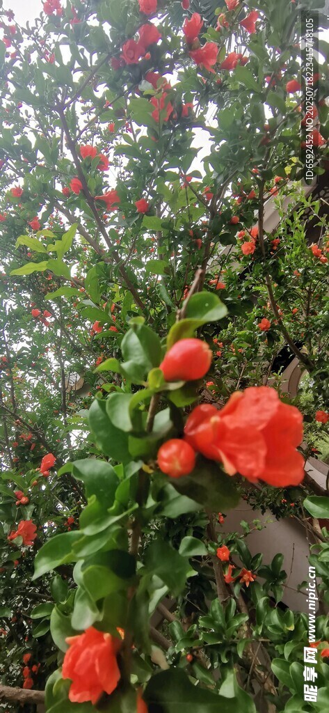 石榴花