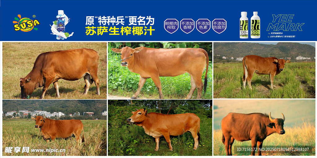 黄牛肉灯箱