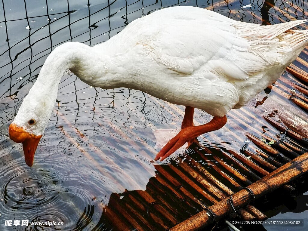 白鹅临水低头探水