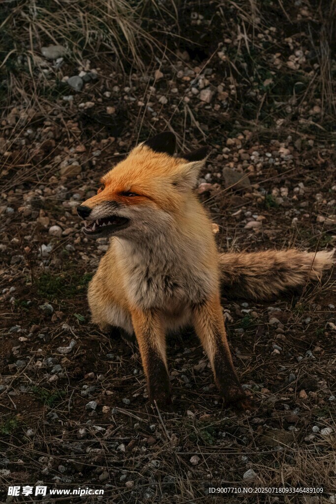 野外休憩的狐狸
