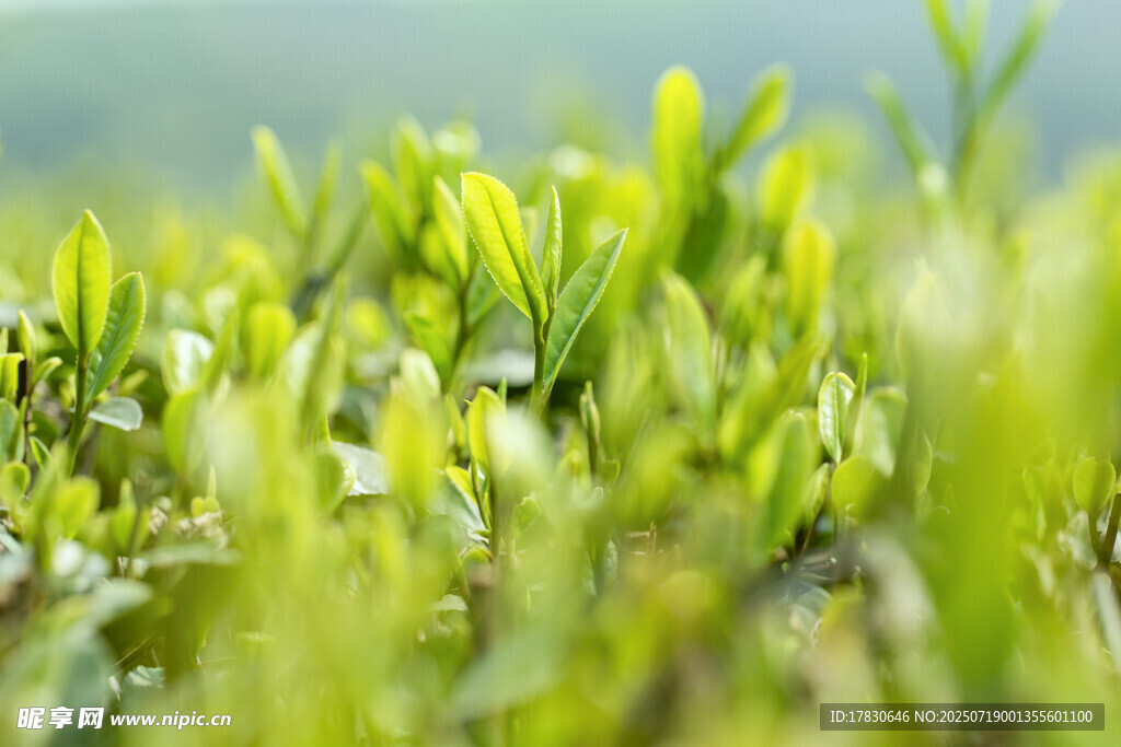 春天的嫩茶芽