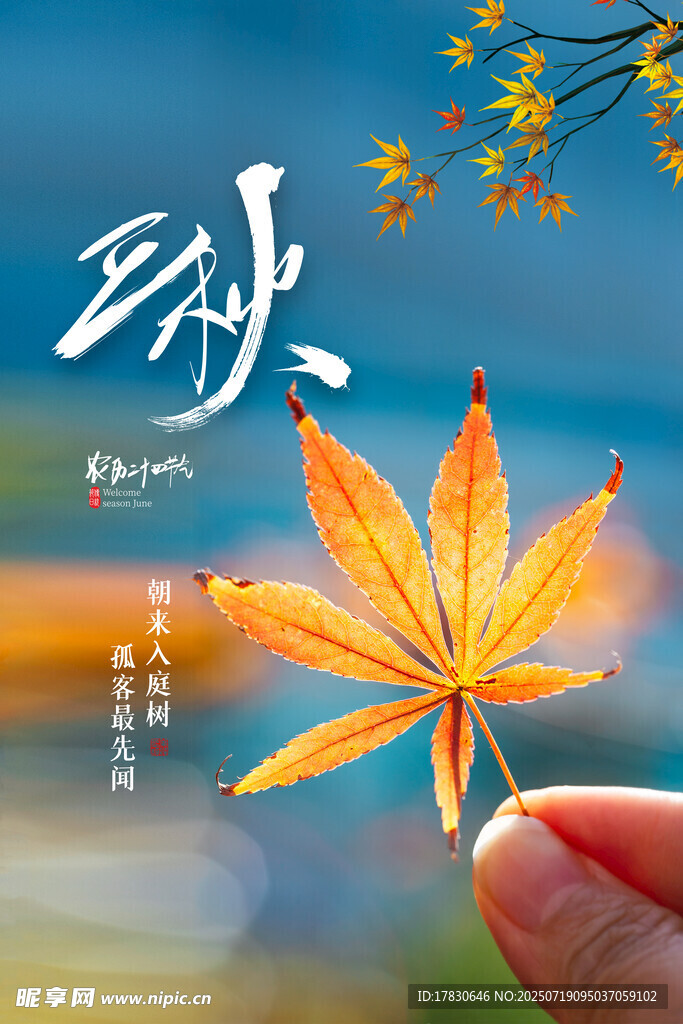 秋日枫叶特写