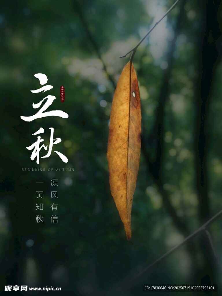 立秋时节的飘零黄叶
