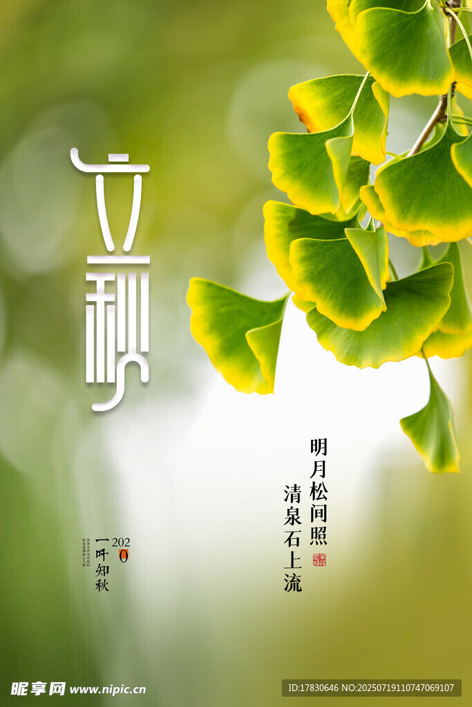 立秋时节银杏叶美景