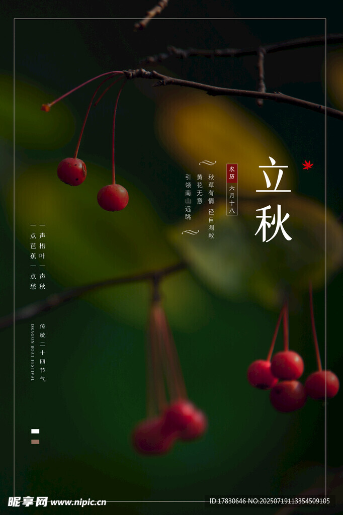 立秋时节红果挂枝头