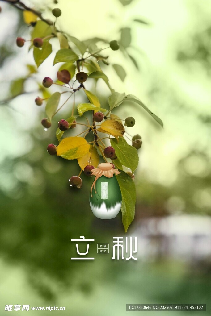 枝头露珠与黄叶
