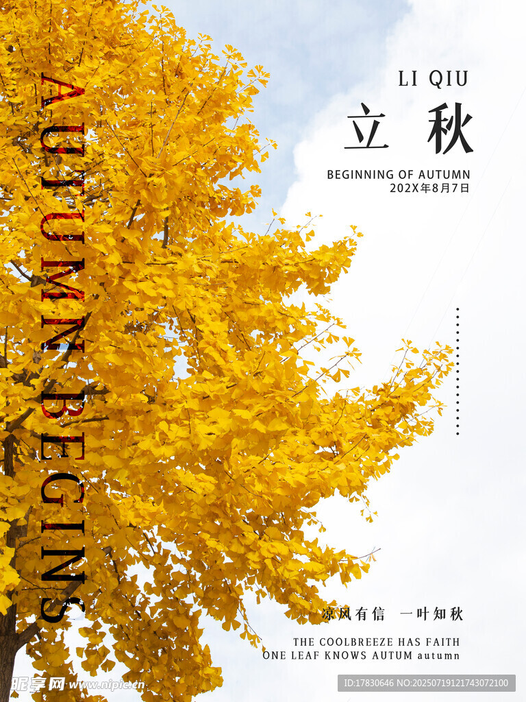 立秋时节金黄银杏美景