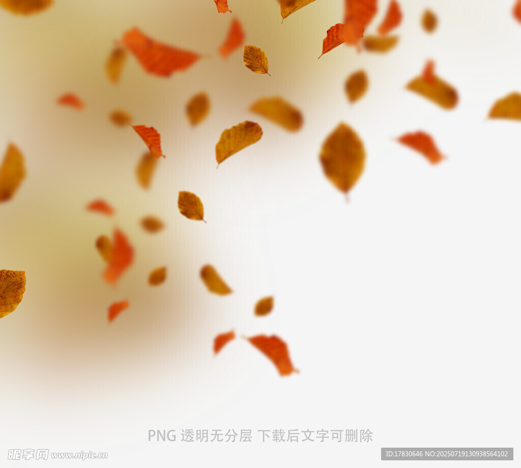 飘落的金黄树叶