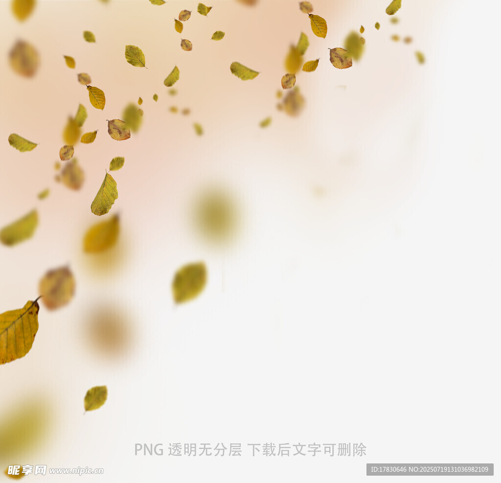 飘落的金色树叶