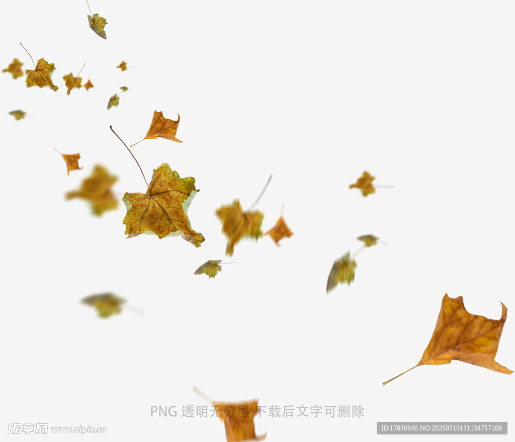 飘落的金黄枫叶