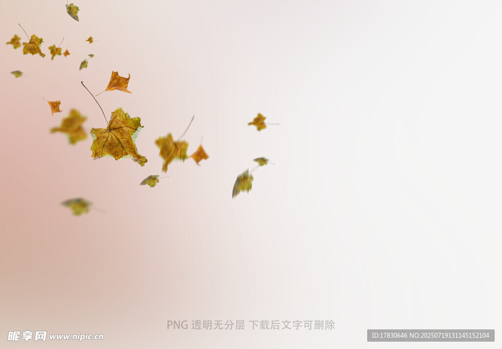 飘落的金色枫叶背景图